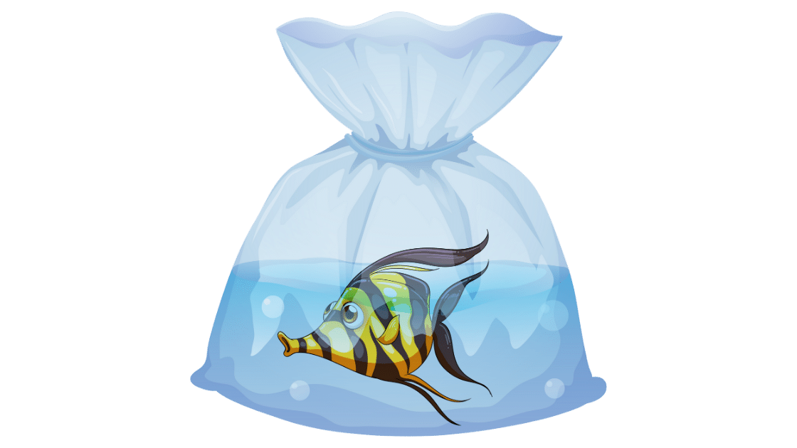 ikan hias