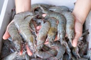 Udang Segar