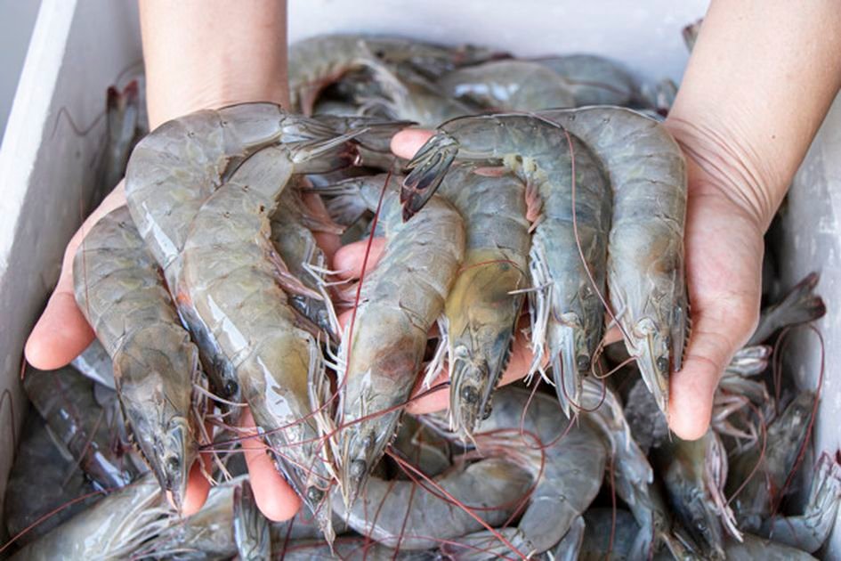 Udang Segar