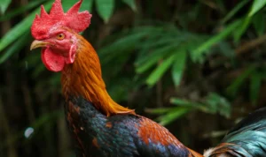 Raja Jago