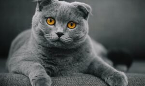 jenis kucing