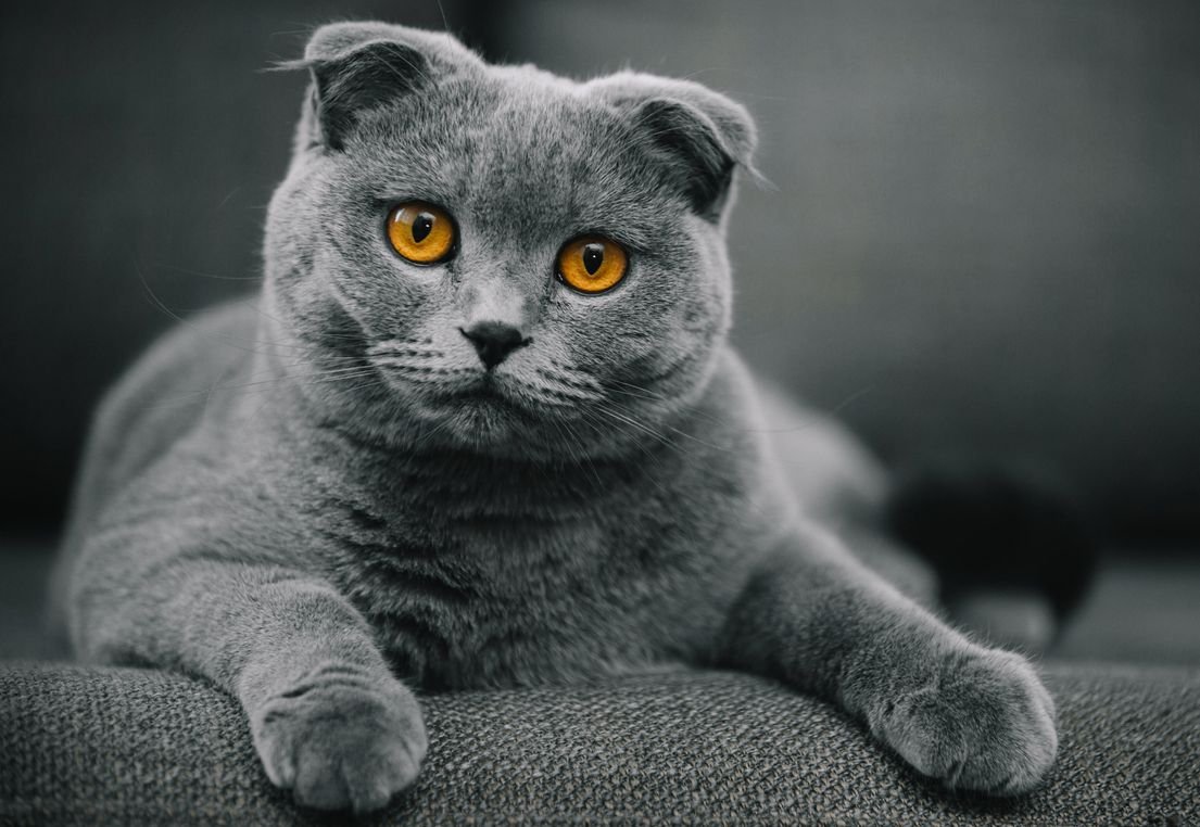 jenis kucing