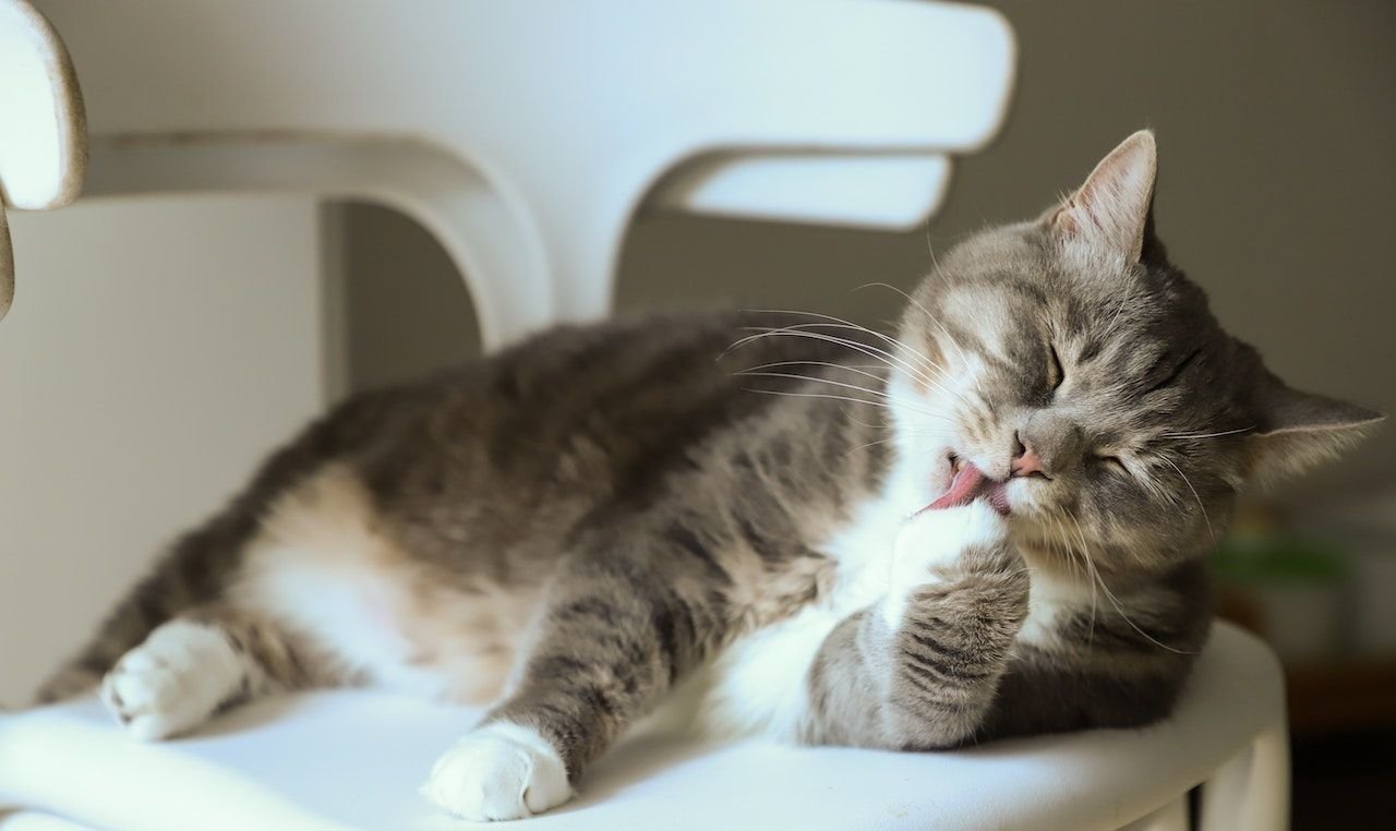 mulut kucing berbusa