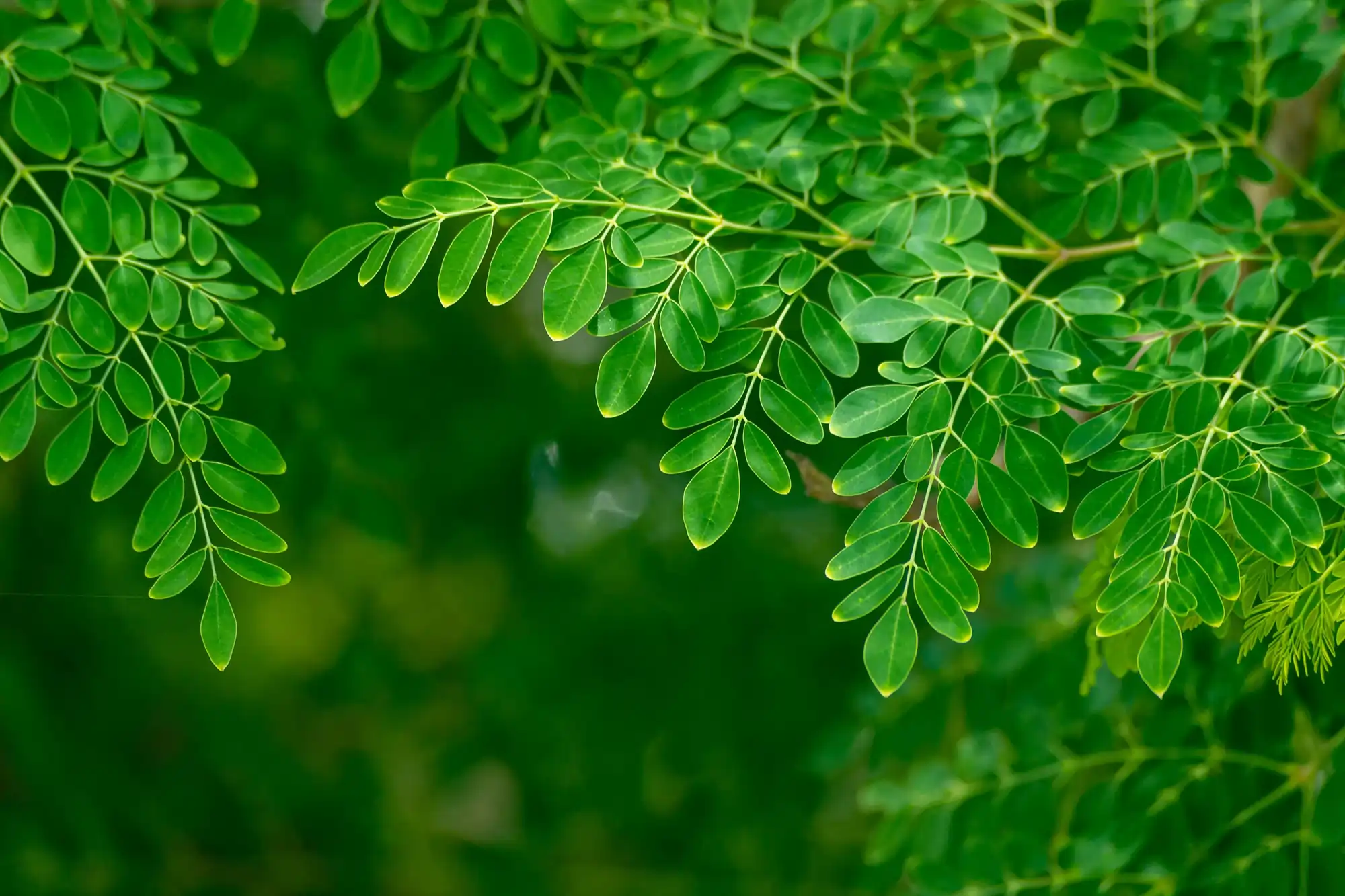 Daun Kelor