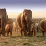 Addo Elephant Park, Afrika Selatan – Rumah bagi salah satu populasi gajah terbesar di dunia