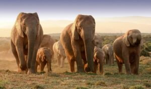 Addo Elephant Park, Afrika Selatan – Rumah bagi salah satu populasi gajah terbesar di dunia