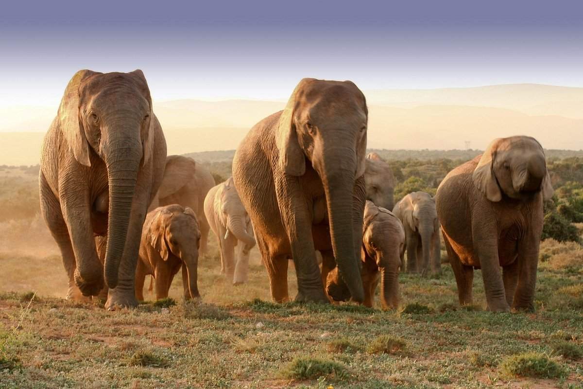 Addo Elephant Park, Afrika Selatan – Rumah bagi salah satu populasi gajah terbesar di dunia