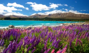 Pesona Danau Tekapo Pesona Danau Tekapo