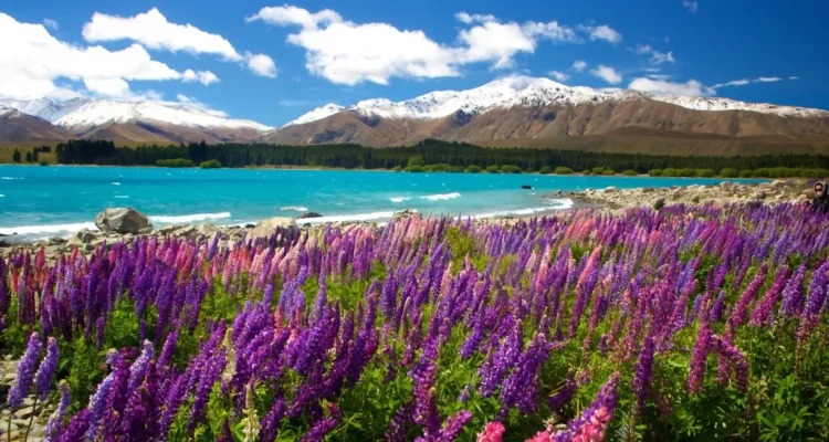 Pesona Danau Tekapo