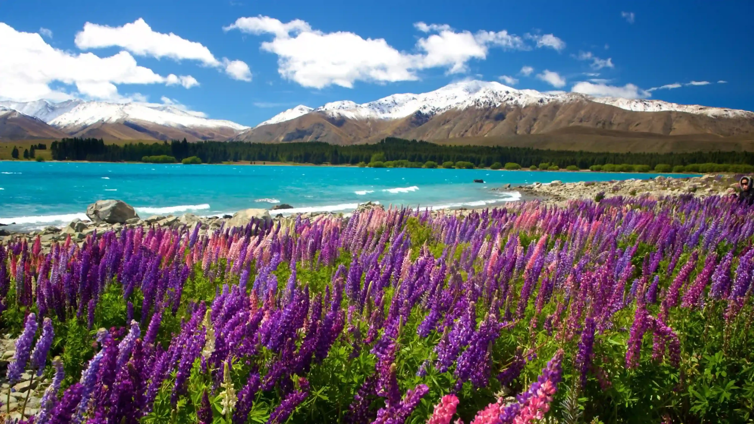 Pesona Danau Tekapo